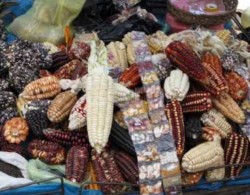 Native corn