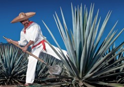 Agave harvest - think Tequila & Margaritas