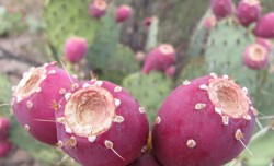 Prickly Pear Cactus buds - a super food