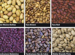 From 'Native Seed Search' local beans available for purchase