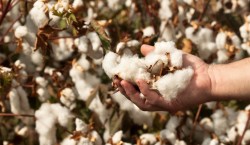 Growing Cotton